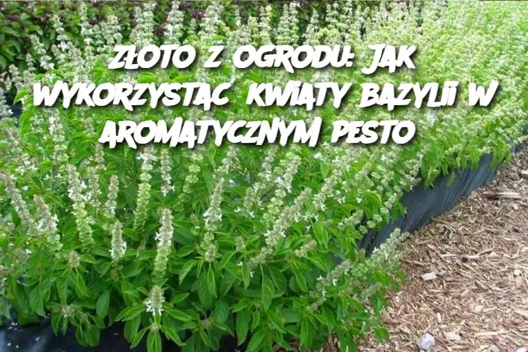Z_oto_z_ogrodu__Jak_wykorzysta__kwiaty_bazylii_w_aromatycznym_pesto Z_oto_z_ogrodu__Jak_wykorzysta__kwiaty_bazylii_w_aromatycznym_pesto