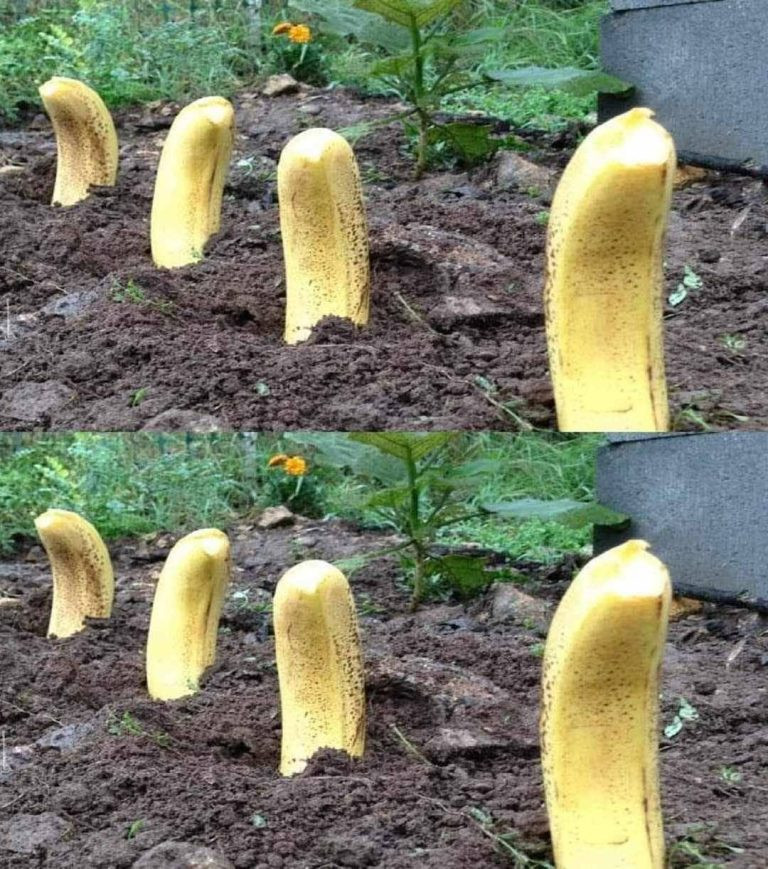 Zakop_Banana_w_Ziemi__Jak_Uzyska__Naturalny_Efekt_w_Zaledwie_7_Dni_-1 Zakop_Banana_w_Ziemi__Jak_Uzyska__Naturalny_Efekt_w_Zaledwie_7_Dni_-1