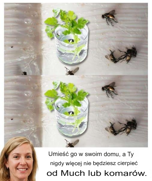 Zamontuj_go_w_swoim_domu__a_muchy_i_komary_nigdy_wi_cej_nie_b_d__Ci__n_ka__ Zamontuj_go_w_swoim_domu__a_muchy_i_komary_nigdy_wi_cej_nie_b_d__Ci__n_ka__