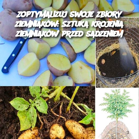 Zoptymalizuj_swoje_zbiory_ziemniak_w__Sztuka_krojenia_ziemniak_w_przed_sadzeniem Zoptymalizuj_swoje_zbiory_ziemniak_w__Sztuka_krojenia_ziemniak_w_przed_sadzeniem