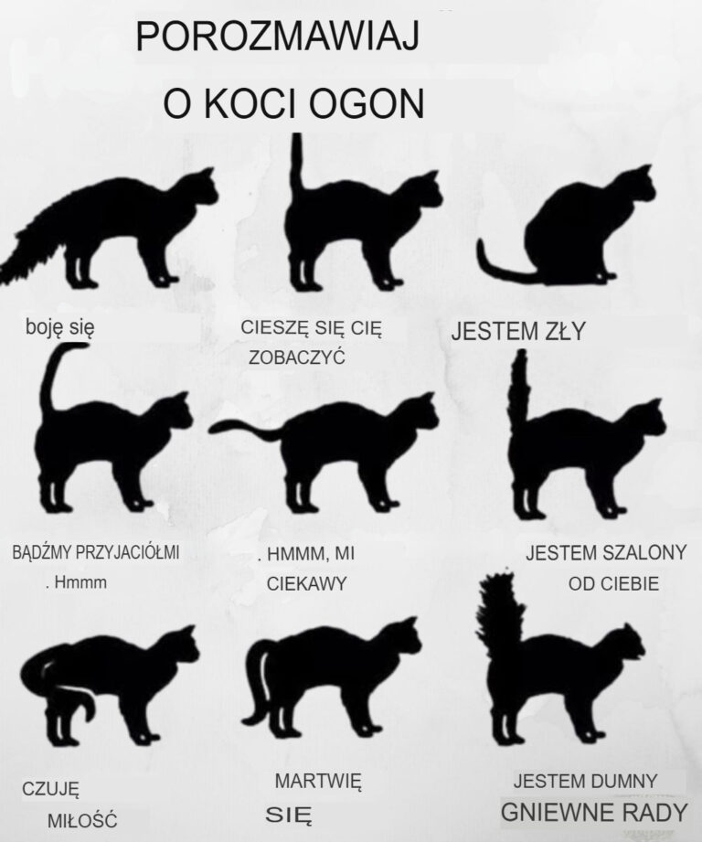 Zrozum_j_zyk_ogona_swojego_kota_