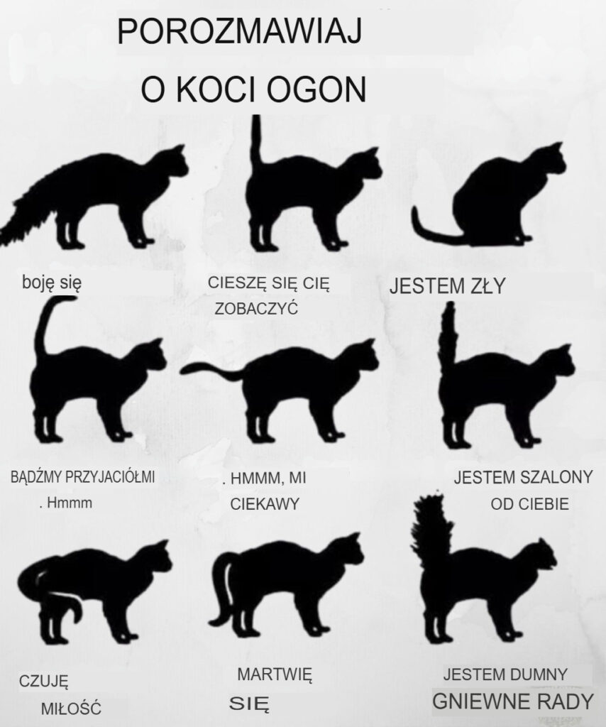 Zrozum_j_zyk_ogona_swojego_kota_ Zrozum_j_zyk_ogona_swojego_kota_
