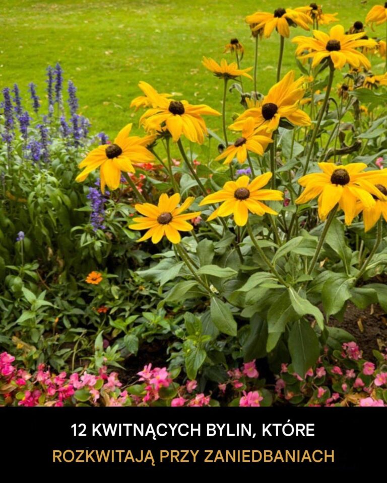12_kwitn_cych_bylin__kt_re_rosn__dobrze__gdy_si__je_zaniedbuje