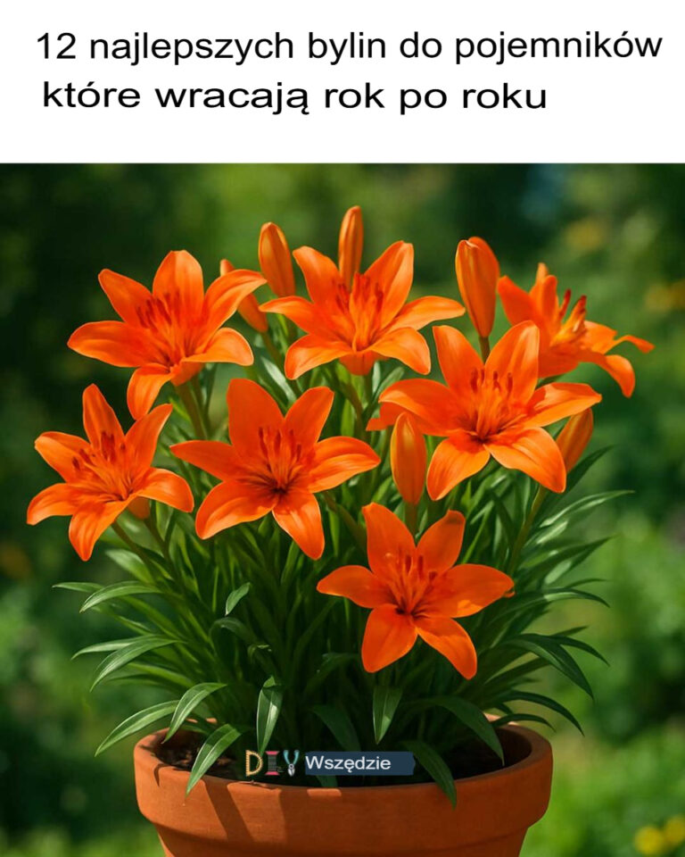 12_najlepszych_bylin_do_pojemnik_w__kt_re_odrastaj__co_roku