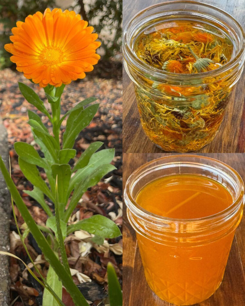 12_najwa_niejszych_korzy_ci_zdrowotnych_Calendula_officinalis-1 12_najwa_niejszych_korzy_ci_zdrowotnych_Calendula_officinalis-1