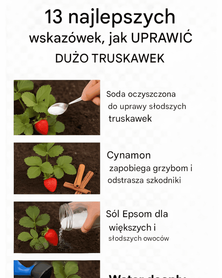 13_najlepszych_wskaz_wek_dotycz_cych_uprawy_du_ej_ilo_ci_truskawek