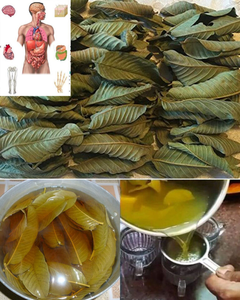 25_niesamowitych_korzy_ci_z_li_ci_guawy