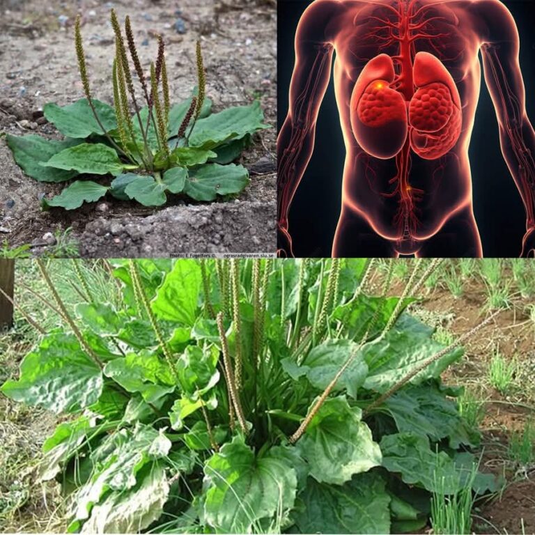 30_niesamowitych_korzy_ci_z_babki_szerokolistnej__Plantago_Major_