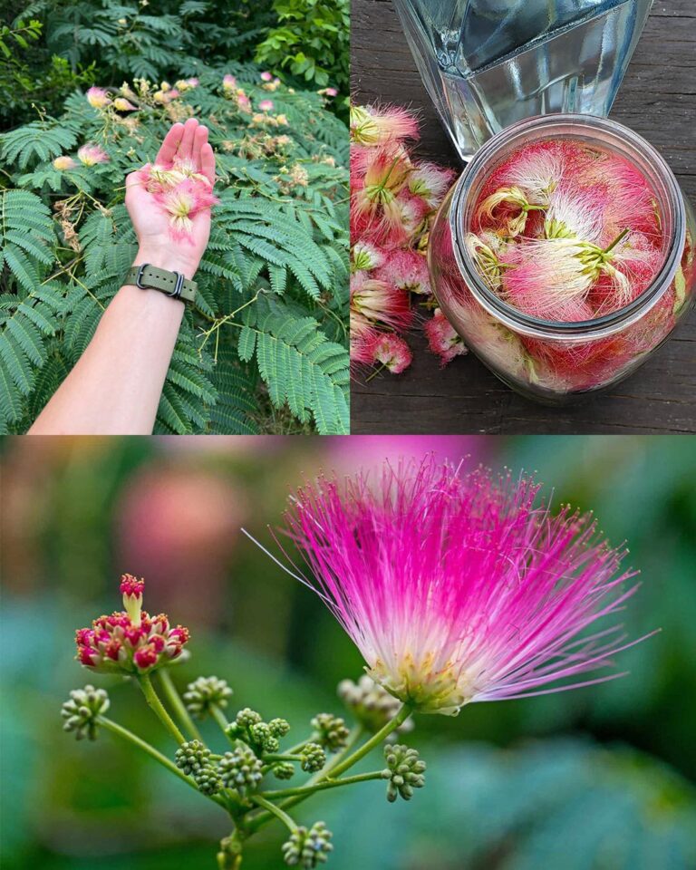 Albizia_julibrissin__odkrywanie_zalet_kory__kwiat_w_i_li_ci-1