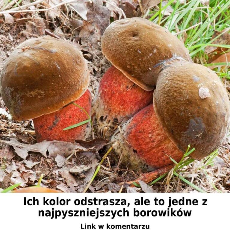 Bardzo_pyszny_borowik__Dlaczego_wi_kszo___ludzi_go_omija_