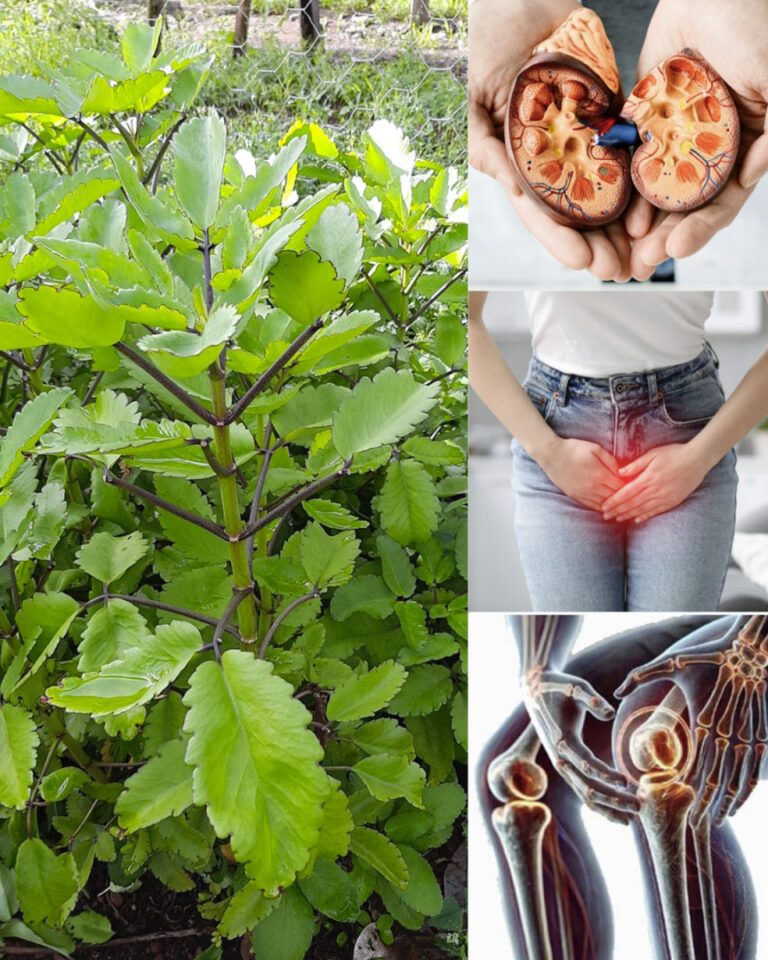 Bryophyllum_Calycinum__Kalanchoe_Pinnata____cudowna_ro_lina__o_pot__nych_w_a_ciwo_ciach_leczniczych