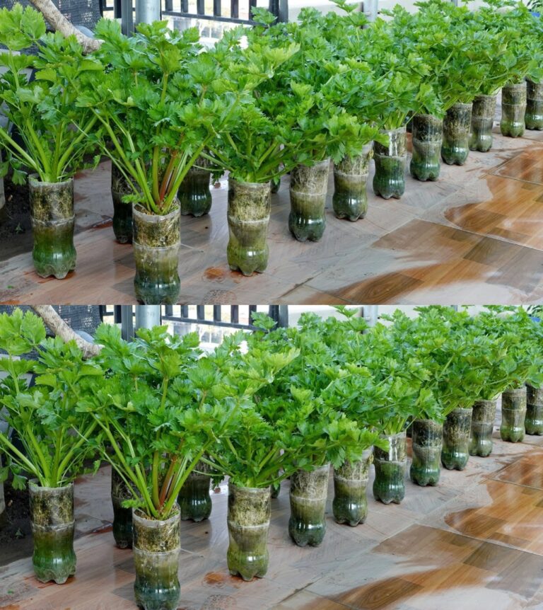 Ca_oroczna_Uprawa_Pietruszki_w_Domu___Sprawdzone_Metody_na_Obfite_Zbiory