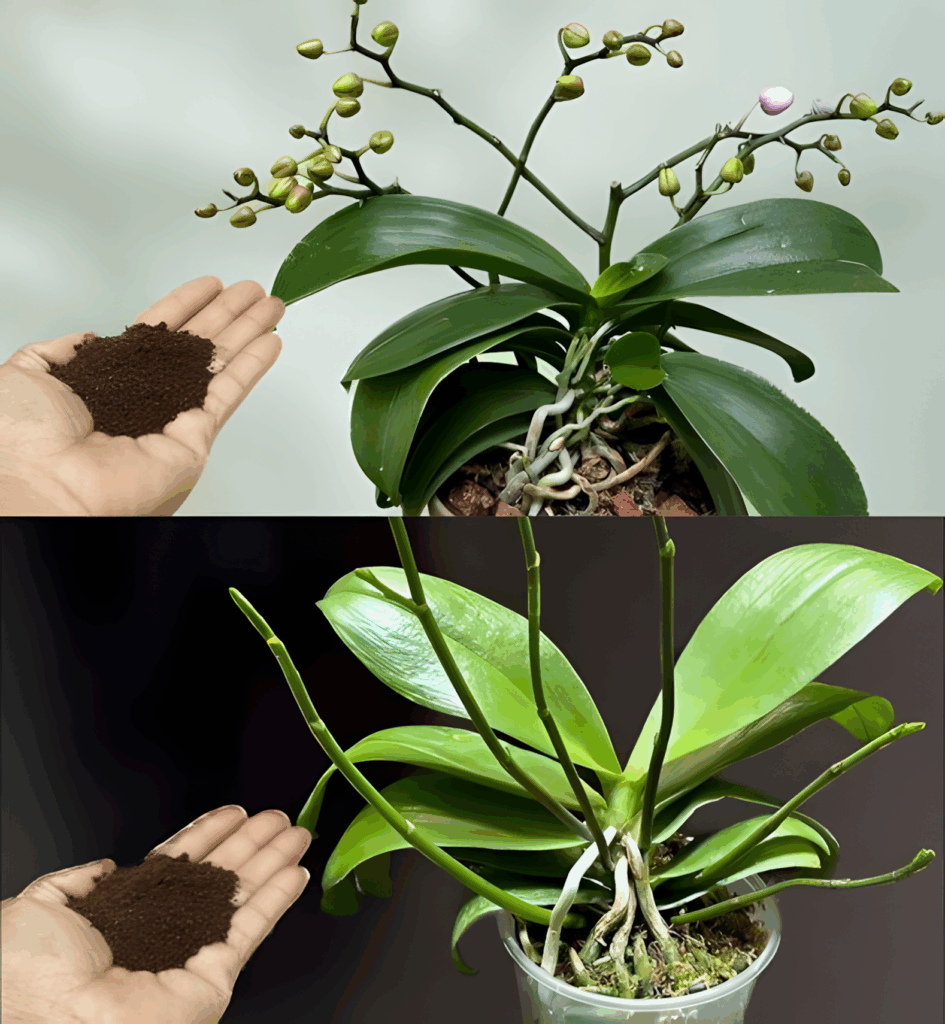 Daj_troch__swojej_orchidei__a_w_ci_gu_kilku_godzin_wytworzy_pow_d__kwiat_w_