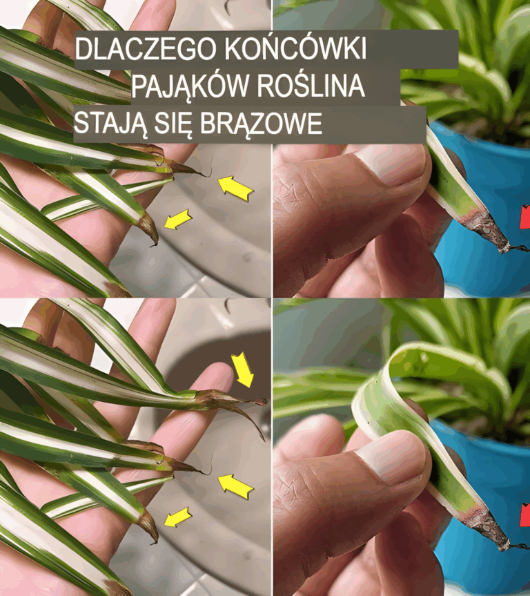Dlaczego_ko_c_wki_zielistek_br_zowiej__