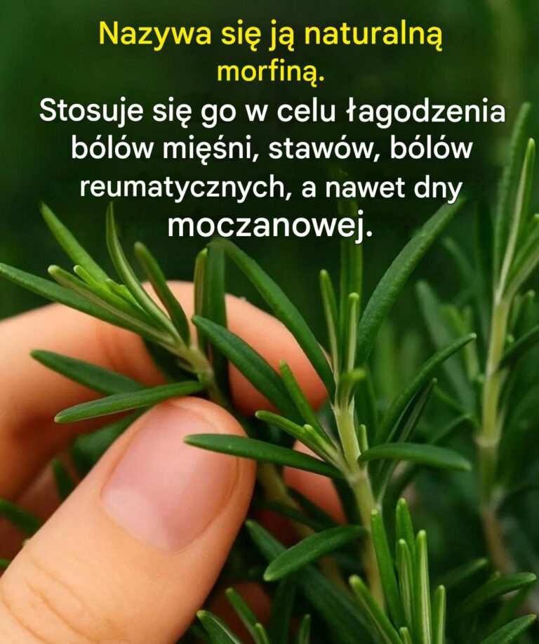Jak_wyhodowa__t__ro_lin__w_du_ych_ilo_ciach_w_domu_