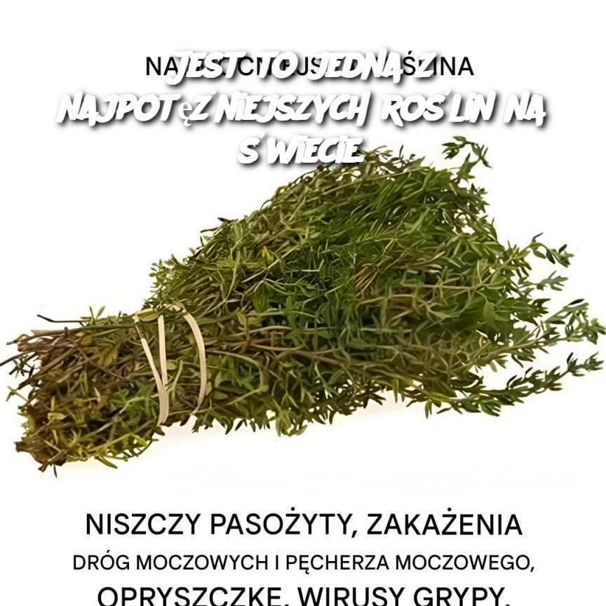 Jest_to_jedna_z_najpot__niejszych_ro_lin_na__wiecie_ Jest_to_jedna_z_najpot__niejszych_ro_lin_na__wiecie_