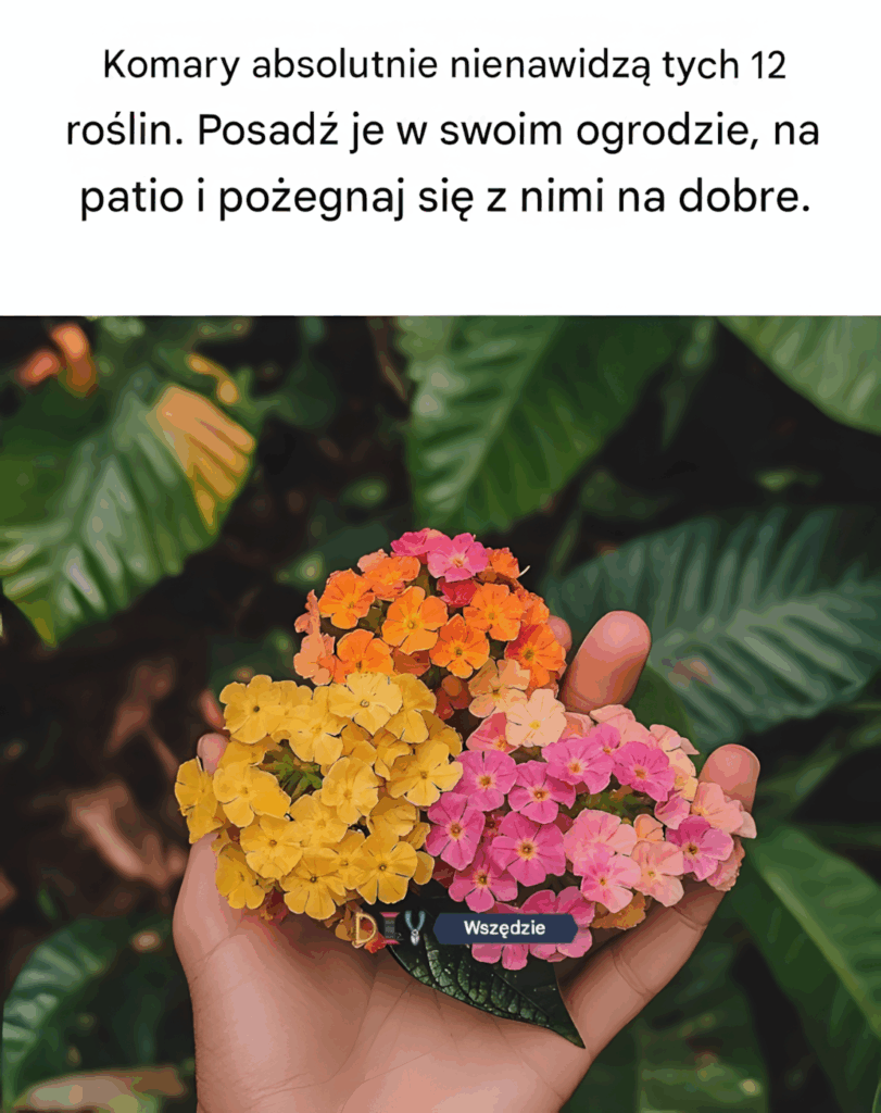 Komary_absolutnie_nienawidz__tych_12_ro_lin__Posad__je_w_swoim_ogrodzie__na_patio_i_po_egnaj_si__z_nimi_na_dobre_ Komary_absolutnie_nienawidz__tych_12_ro_lin__Posad__je_w_swoim_ogrodzie__na_patio_i_po_egnaj_si__z_nimi_na_dobre_