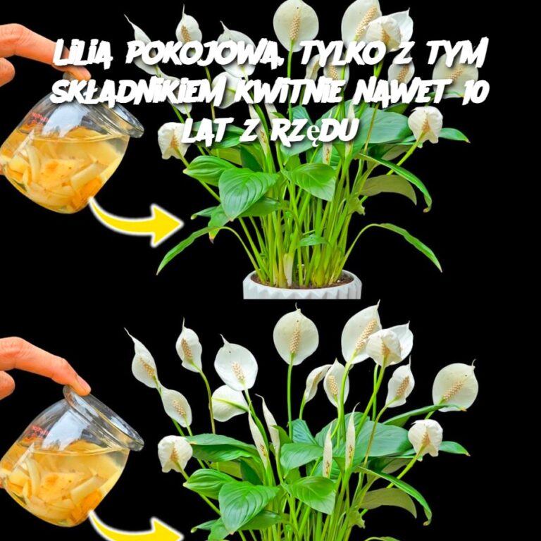 Lilia_pokojowa__tylko_z_tym_sk_adnikiem_kwitnie_nawet_10_lat_z_rz_du-3