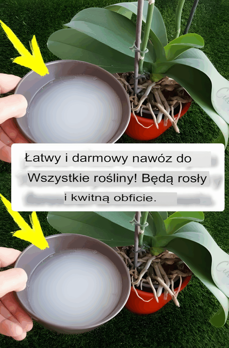 Najlepszy_naw_z_do_wzrostu_ro_lin