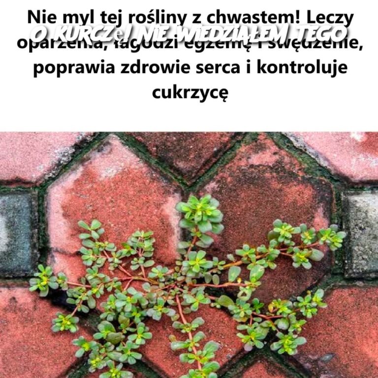 O_kurcz___Nie_wiedzia_em_tego