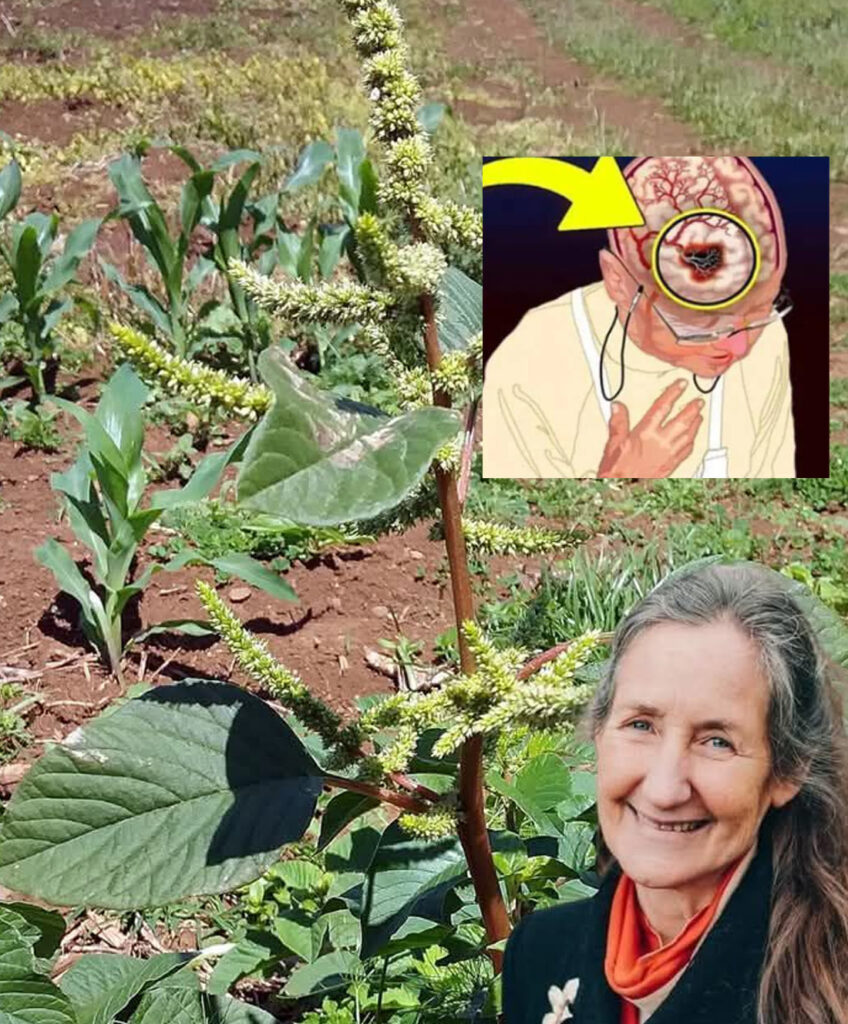 Odkryj_ten__chwast__w_swoim_ogrodzie__ma_o_znany_superfood-1 Odkryj_ten__chwast__w_swoim_ogrodzie__ma_o_znany_superfood-1