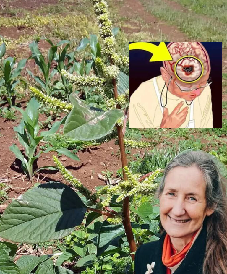Odkryj_ten__chwast__w_swoim_ogrodzie__ma_o_znany_superfood