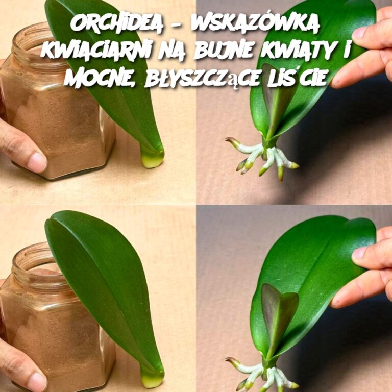 Orchidea___wskaz_wka_kwiaciarni_na_bujne_kwiaty_i_mocne__b_yszcz_ce_li_cie
