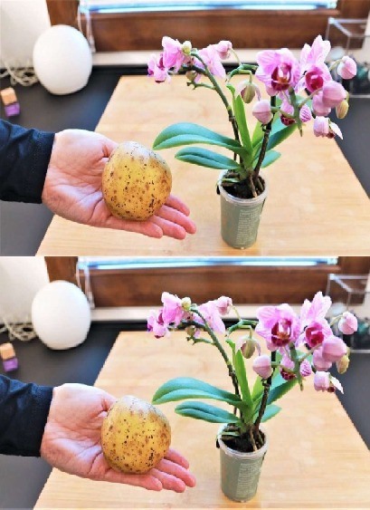 Orchidee__sztuczka__aby_by_y_wieczne__nigdy_nie_by_y_tak_bujne_i_silne