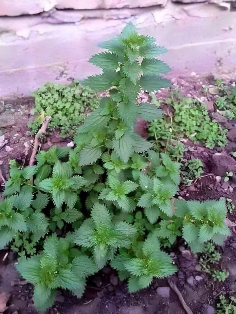 Picie_herbaty_mo_e_pom_c_Ci_zachowa__m_odo____poniewa__odm_adza_i_od_ywia_kom_rki_w_ca_ym_ciele Picie_herbaty_mo_e_pom_c_Ci_zachowa__m_odo____poniewa__odm_adza_i_od_ywia_kom_rki_w_ca_ym_ciele