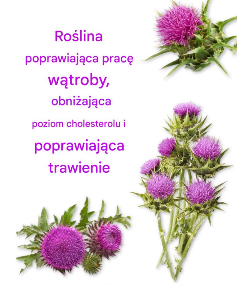 RO_LINA__KT_RA_POPRAWIA_DZIA_ANIE_W_TROBY__OBNI_A_POZIOM_CHOLESTEROLU_I_POPRAWIA_TRAWIENIE