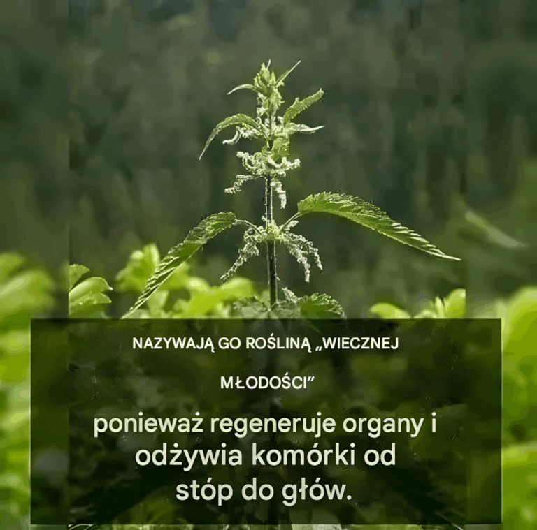 Ro_lina_m_odo_ci__uzdrawiaj_ce_przepisy_na_zdrowie_i_witalno__