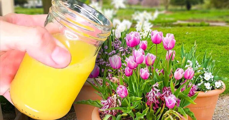 Sztuczka_floryst_w__dzi_ki_kt_rej_tulipany_pozostan___wie_e_na_d_u_ej__dodaj_ten_sk_adnik_do_wazonu