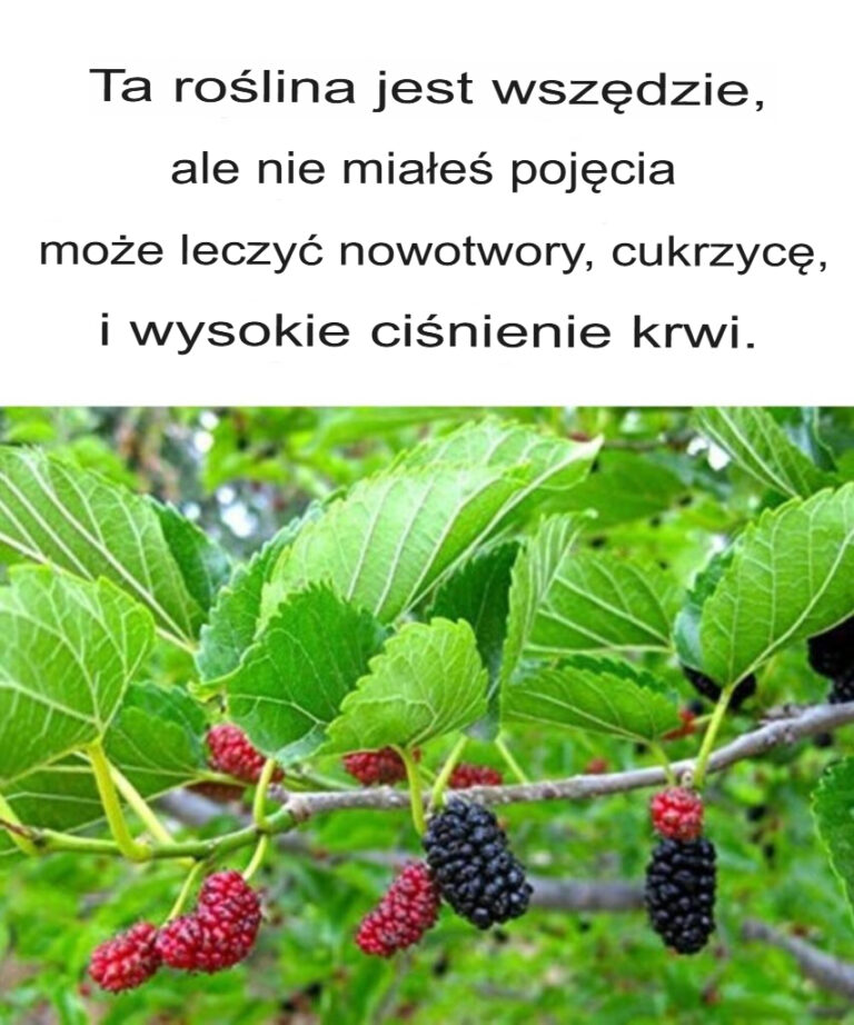 Ta_ro_lina_jest_wsz_dzie__ale_nie_mia_e__poj_cia___e_mo_e_leczy__nowotwory__cukrzyc__i_nadci_nienie-1