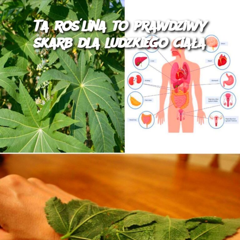 Ta_ro_lina_to_prawdziwy_skarb_dla_ludzkiego_cia_a-1