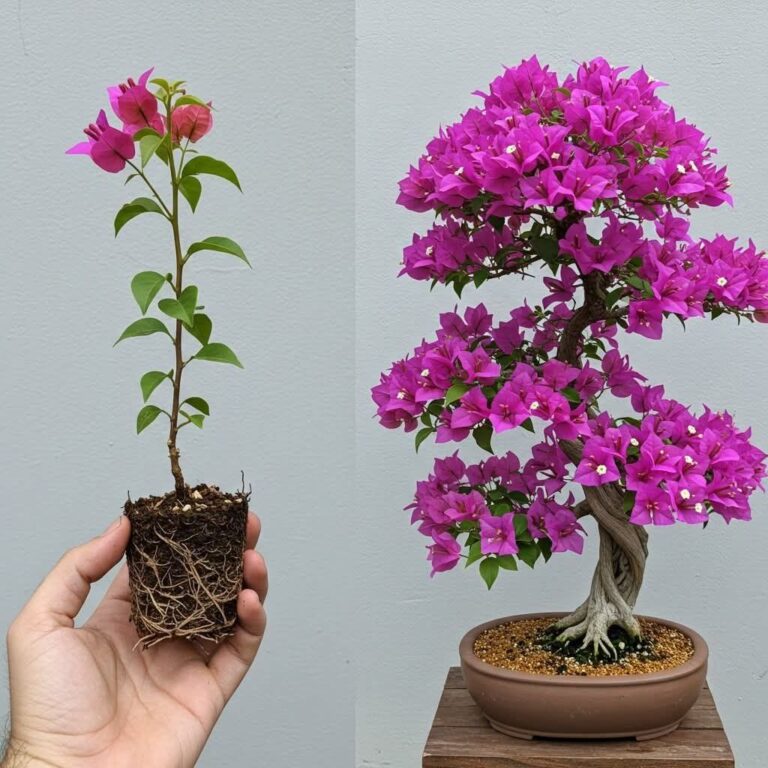 Tworzenie_zachwycaj_cego_bonsai_z_bugenwilli__przewodnik_krok_po_kroku