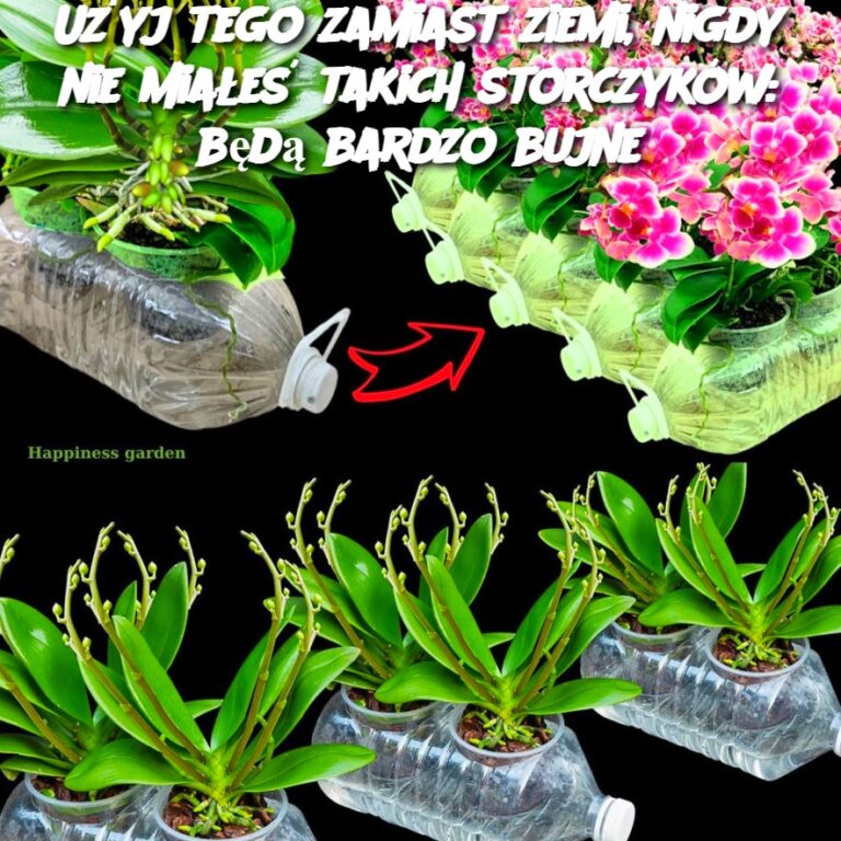 U_yj_tego_zamiast_ziemi__nigdy_nie_mia_e__takich_storczyk_w__b_d__bardzo_bujne