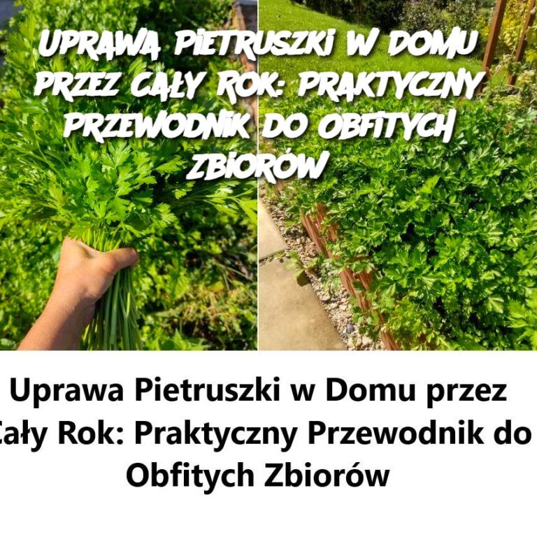 Uprawa_Pietruszki_w_Domu_przez_Ca_y_Rok__Praktyczny_Przewodnik_do_Obfitych_Zbior_w