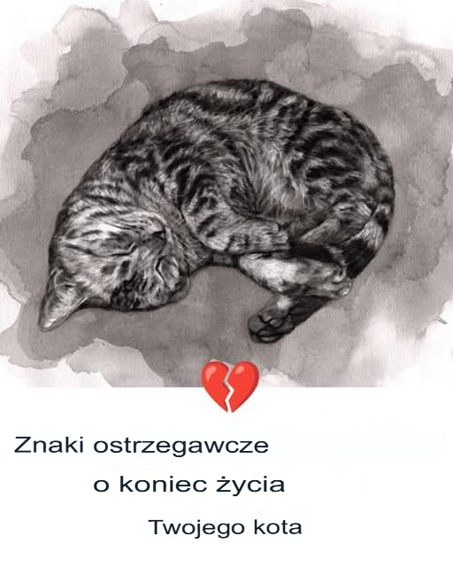 11_subtelnych_wskaz_wek__kt_re_daje_Ci_Tw_j_kot_pod_koniec_swojego__ycia