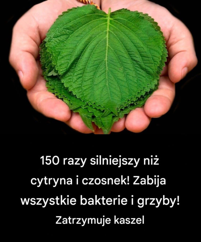 150_razy_silniejszy_ni__cytryna_i_czosnek__Zabija_wszystkie_bakterie_i_grzyby__Zatrzymuje_kaszel 150_razy_silniejszy_ni__cytryna_i_czosnek__Zabija_wszystkie_bakterie_i_grzyby__Zatrzymuje_kaszel