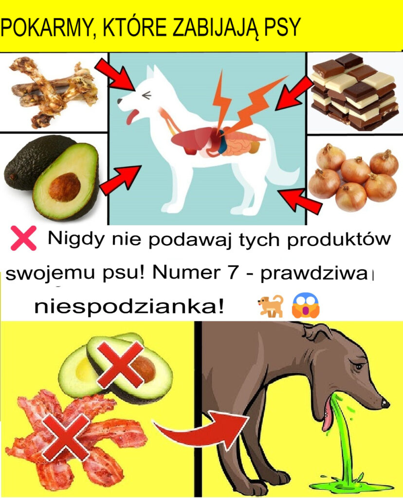 22_produkty_spo_ywcze_toksyczne_dla_ps_w___chro__swojego_psa_____