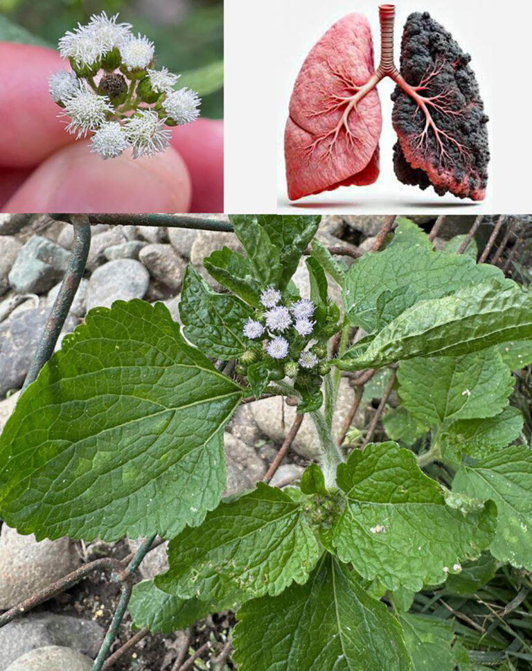 Ageratum_conyzoides__ziele_kozieradki___15_niesamowitych_korzy_ci_i_jak_je_wykorzysta_