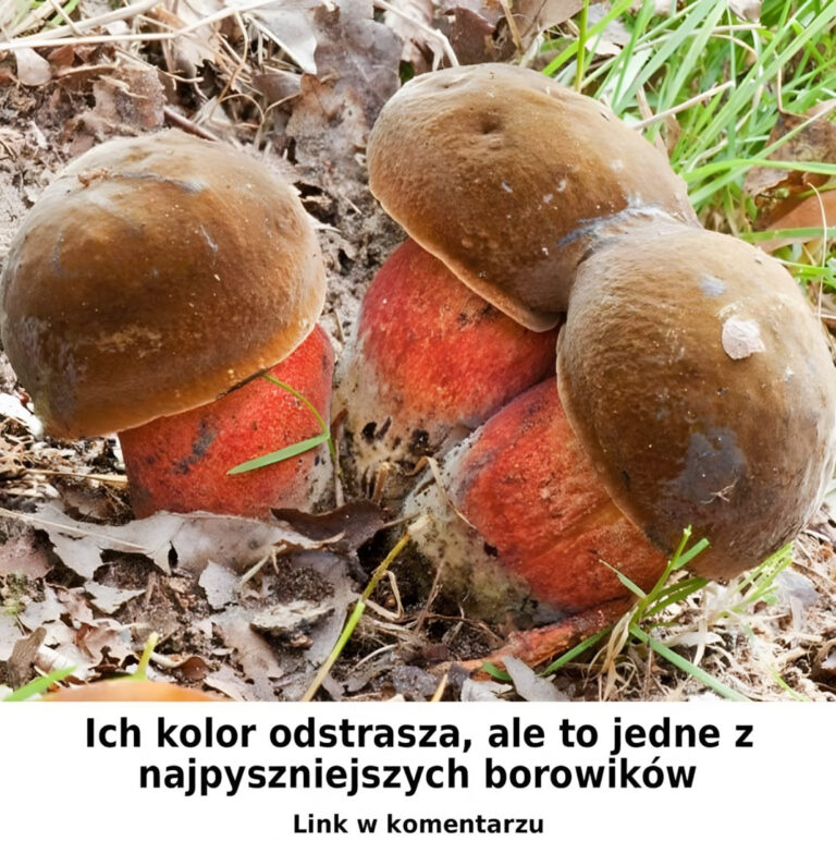 Bardzo_pyszny_borowik__Dlaczego_wi_kszo___ludzi_go_omija_