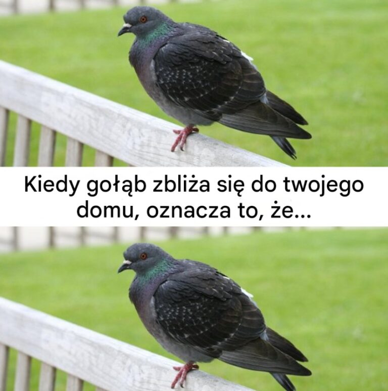 Co_oznacza_widok_go__bia_w_pobli_u_domu_-3