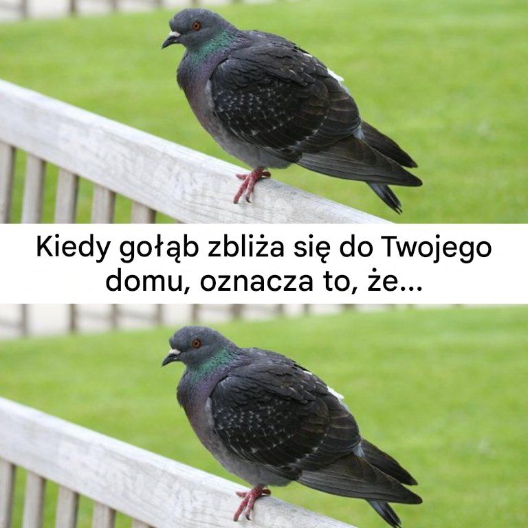 Co_oznacza_widok_go__bia_w_pobli_u_domu_-4 Co_oznacza_widok_go__bia_w_pobli_u_domu_-4