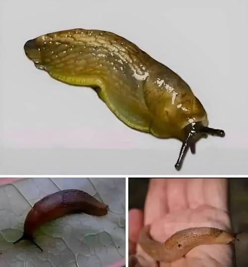 Co_to_znaczy___e_w_moim_domu_s___limaki_-2 Co_to_znaczy___e_w_moim_domu_s___limaki_-2