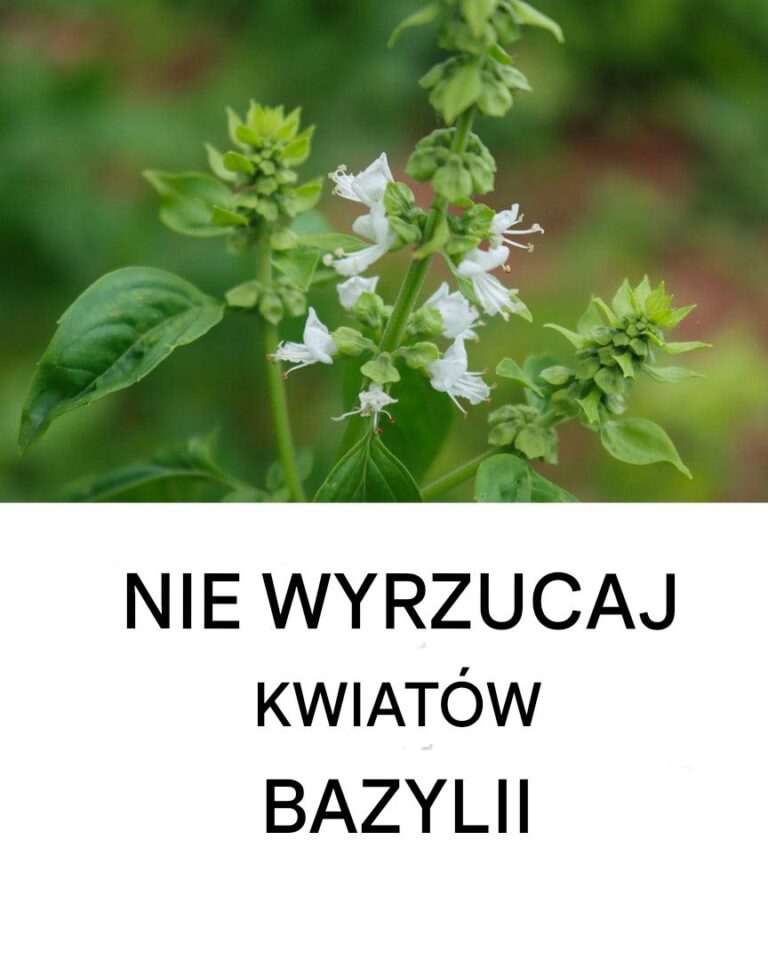Co_zrobi__z_kwiatami_bazylii__kreatywne_pomys_y_i_korzy_ci