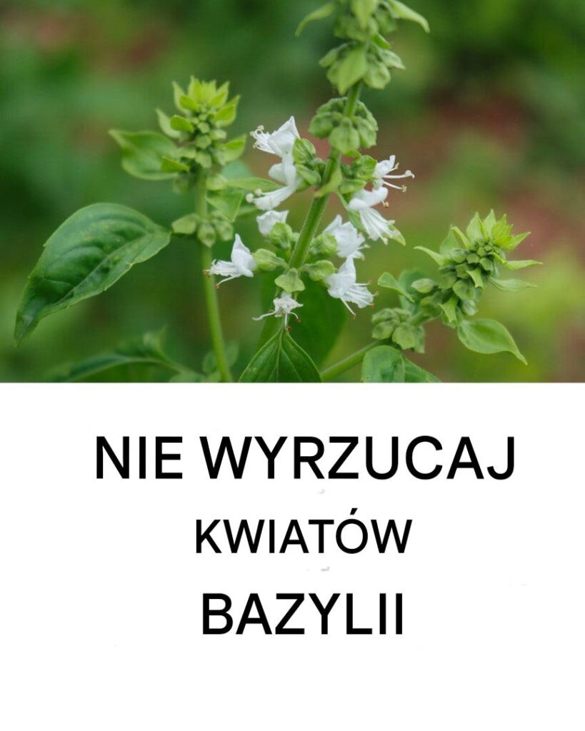 Co_zrobi__z_kwiatami_bazylii__kreatywne_pomys_y_i_korzy_ci Co_zrobi__z_kwiatami_bazylii__kreatywne_pomys_y_i_korzy_ci