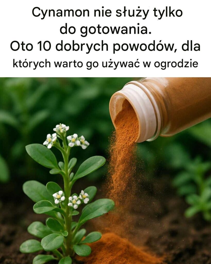 Cynamon_nie_s_u_y_tylko_do_gotowania__Oto_10_powod_w__dla_kt_rych_warto_u_ywa__cynamonu_w_ogrodzie Cynamon_nie_s_u_y_tylko_do_gotowania__Oto_10_powod_w__dla_kt_rych_warto_u_ywa__cynamonu_w_ogrodzie