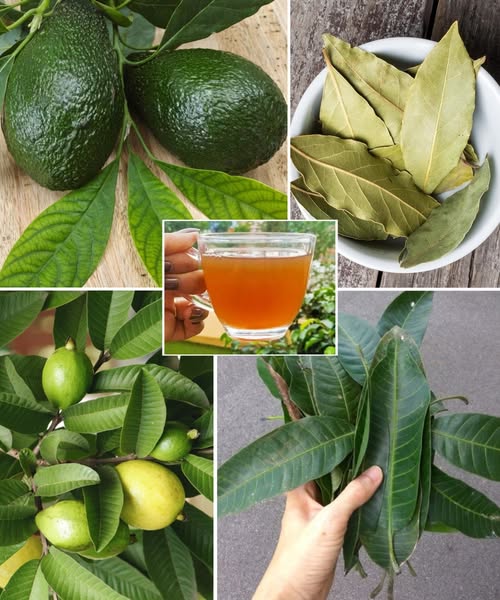 Cztery_li_cie_lecznicze__li_cie_awokado__li_cie_mango__li_cie_laurowe_i_li_cie_guawy-1