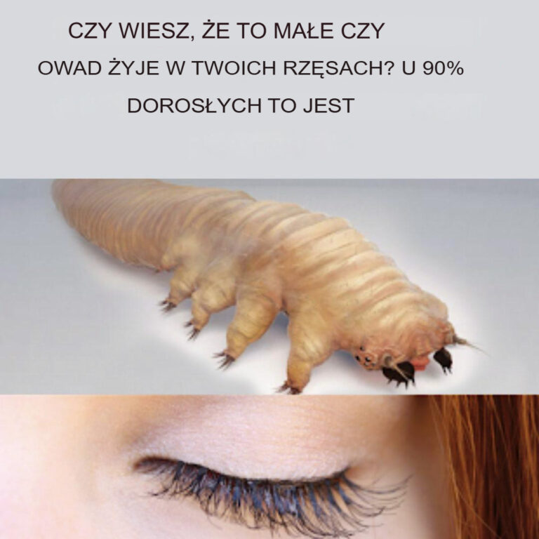 Czy_wiesz___e_ten_owad__yje_w_rz_sach__Dotyczy_90__doros_ych_osobnik_w_